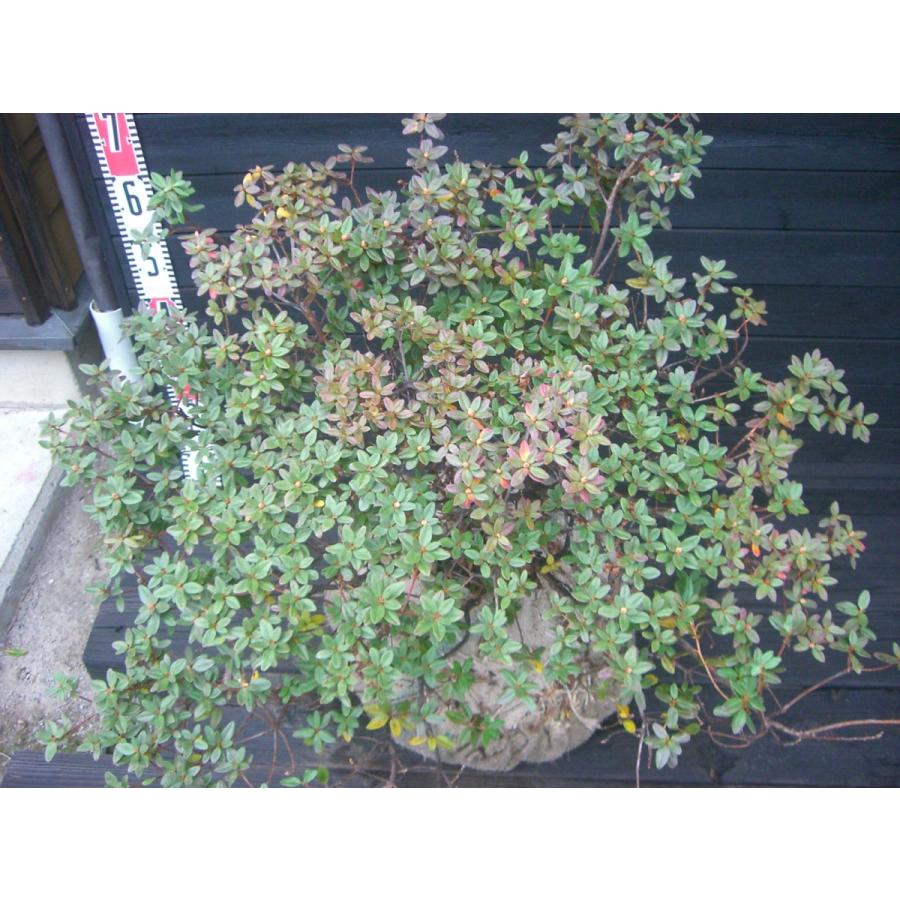 超特盛ミラクルプライス ラマポ　大株　石楠花 【L1924486412】(12400円)