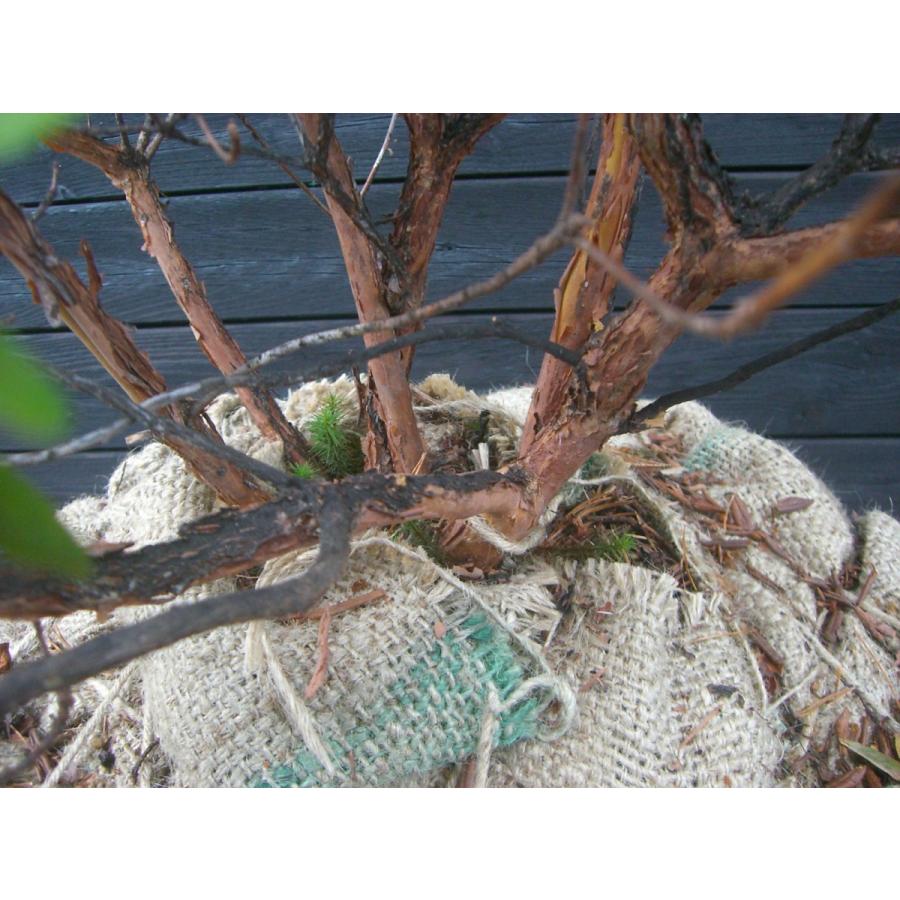 超特盛ミラクルプライス ラマポ　大株　石楠花 【L1924486412】(12400円)