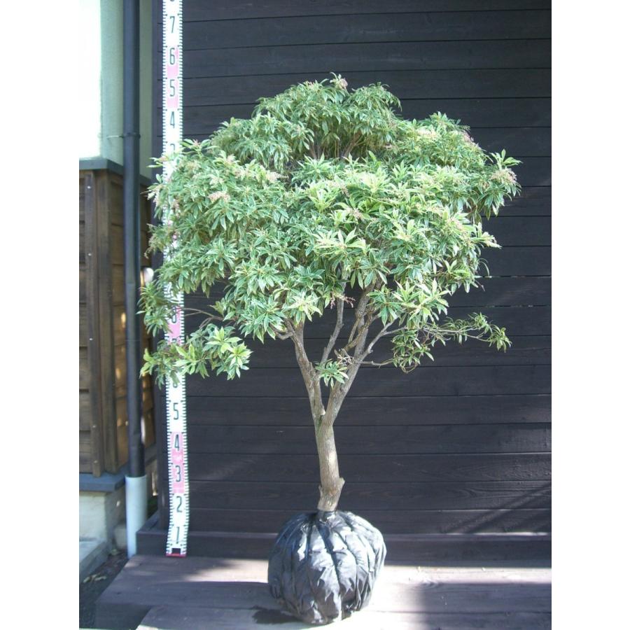 予約販売品 アセビ 斑入り 白花 横の植木屋さん 通販 Yahoo ショッピング 魅了 M Mahdi Net