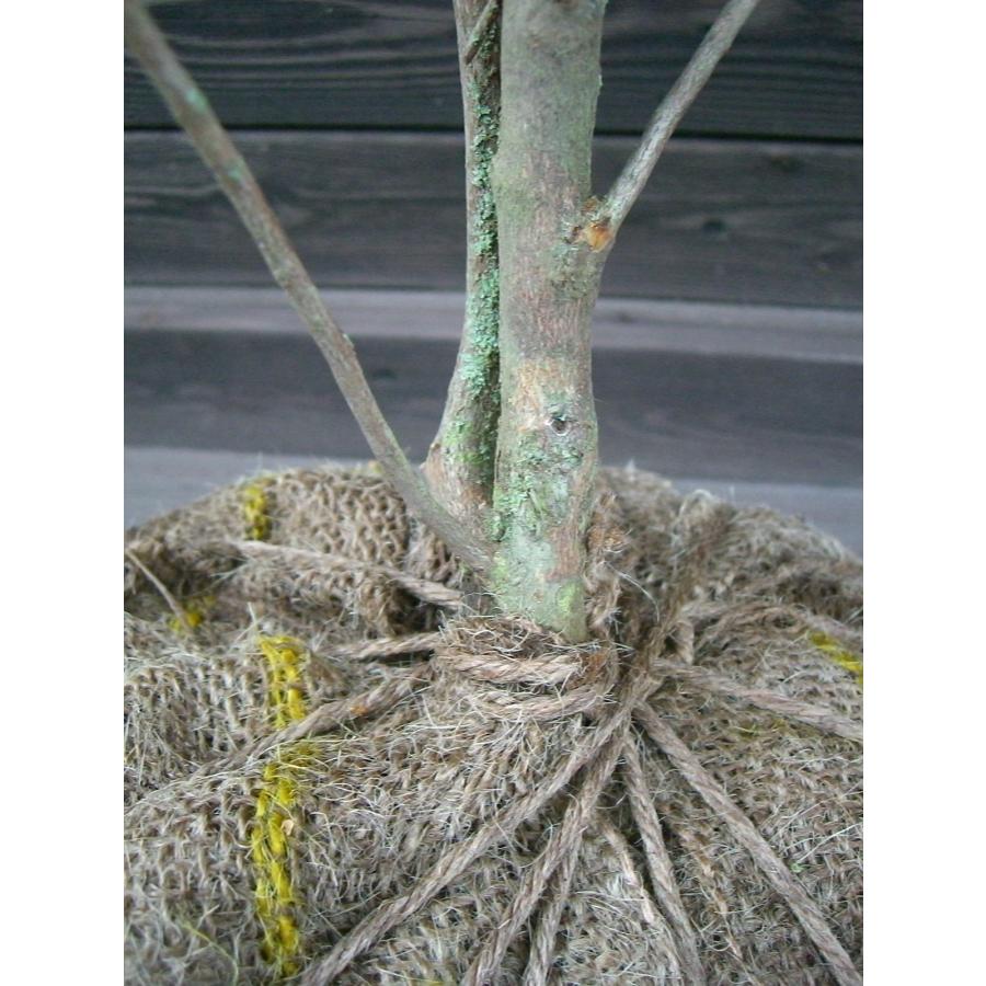 朱花 モチツツジ 希少色 : 横の植木屋さん - 通販 - Yahoo 朱花 モチツツジ 希少色 : 横の植木屋さん - 通販 - Yahoo