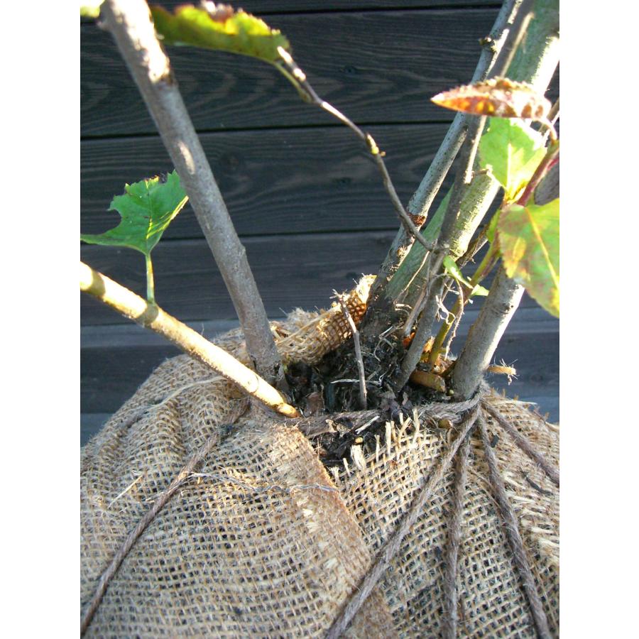 創刊号000号〜96号HALLOWEEN倉木麻衣FC会報ハロウィン ライブ特別号