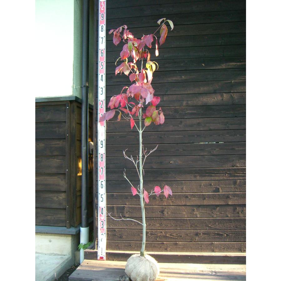 唯一無二。山採りヤマツツジ。 無二。。特大山採りミツバツツジ。 - メルカリ