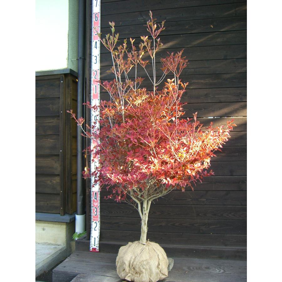 ドウダンツツジ 大株 : 横の植木屋さん - 通販 - Yahoo!ショッピング