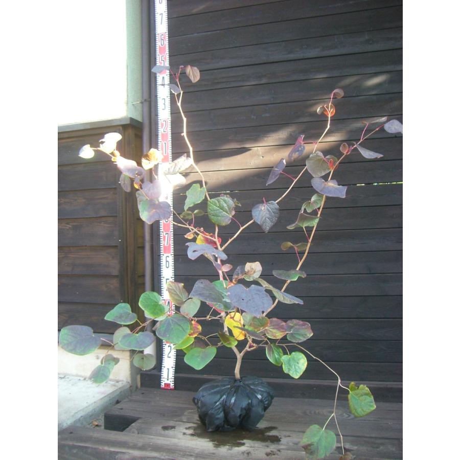 マルバノキ 大株 1421 横の植木屋さん 通販 Yahoo ショッピング