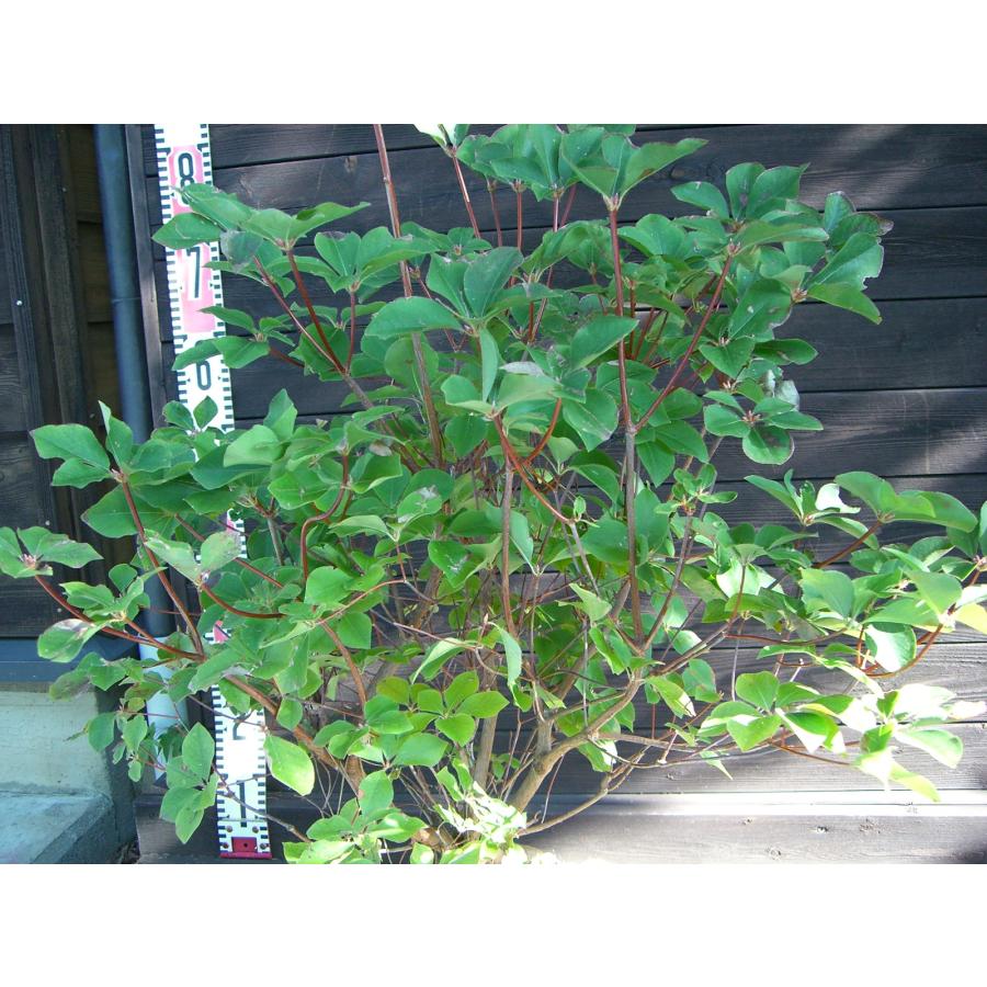 アカヤシオツツジ 良形良株 : 横の植木屋さん - 通販 - Yahoo!ショッピング