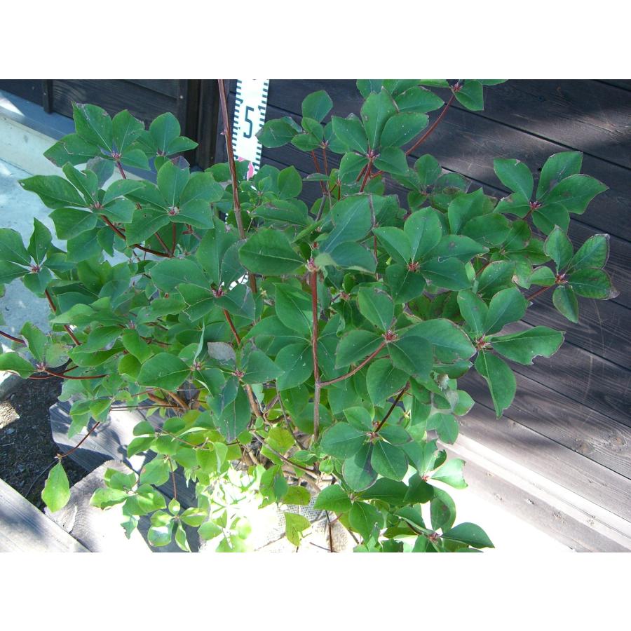 アカヤシオツツジ 良形良株 : 横の植木屋さん - 通販 - Yahoo!ショッピング