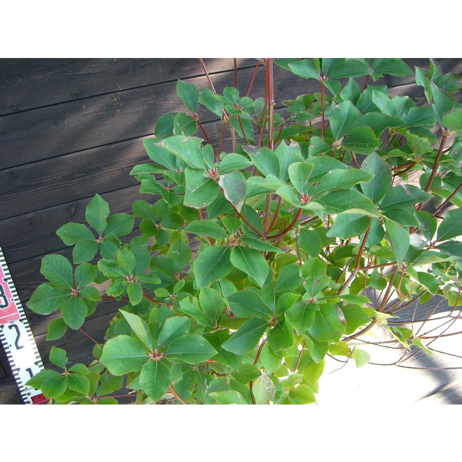 アカヤシオツツジ 良形良株 : 横の植木屋さん - 通販 - Yahoo!ショッピング