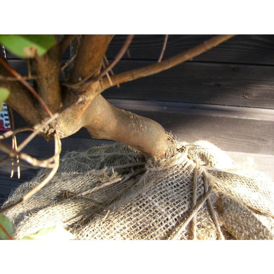 アカヤシオツツジ 良形良株 : 横の植木屋さん - 通販 - Yahoo!ショッピング