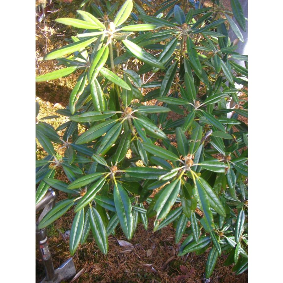 価格 交渉 送料無料 横の植木屋さん斑入り コウヤマキ 大株 Batpro Madagascar Com