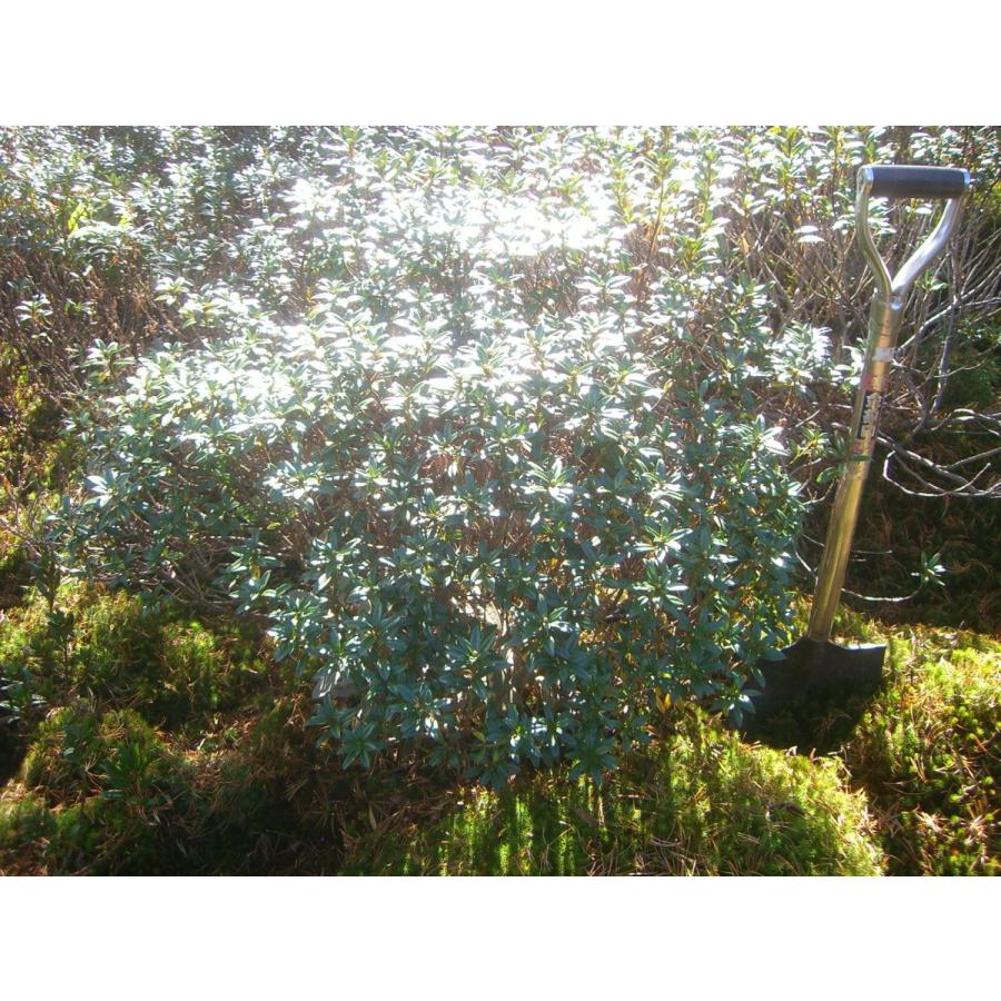 原種石楠花　アルペンローゼ　特大株