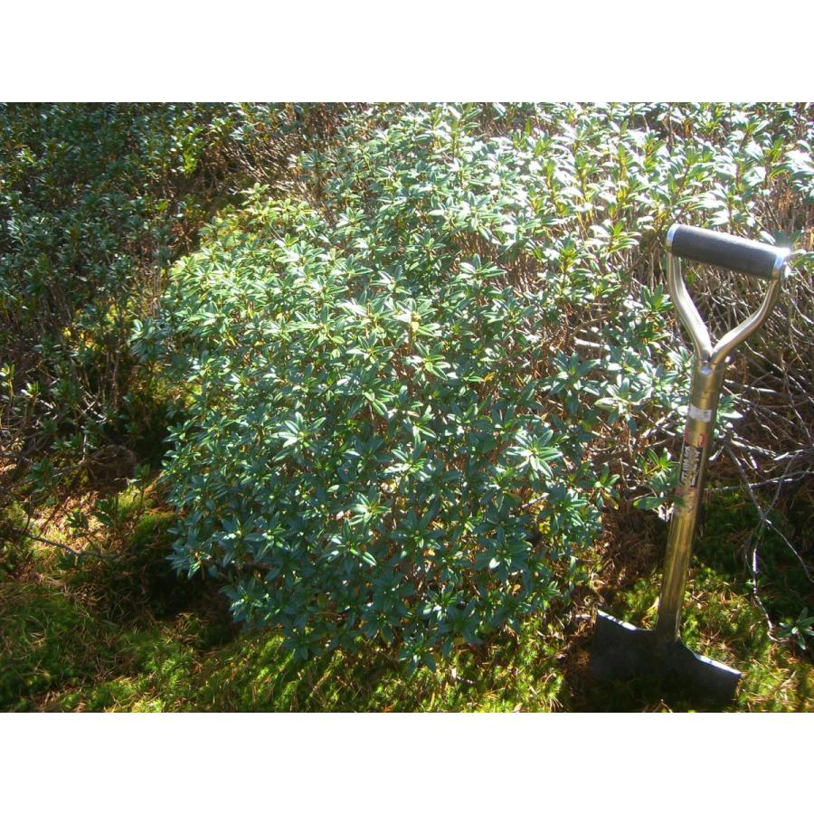 原種石楠花　アルペンローゼ　特大株 