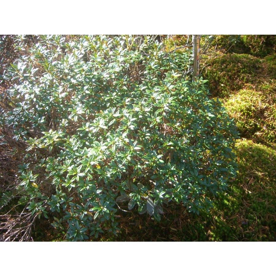 原種石楠花　アルペンローゼ　特大株 