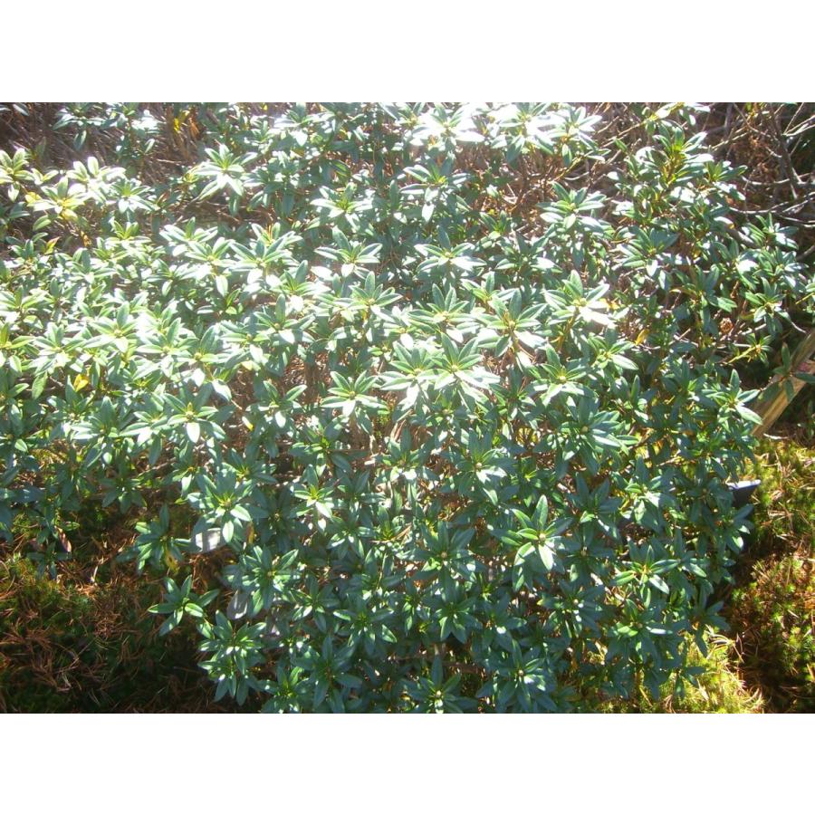 原種石楠花　アルペンローゼ　特大株 