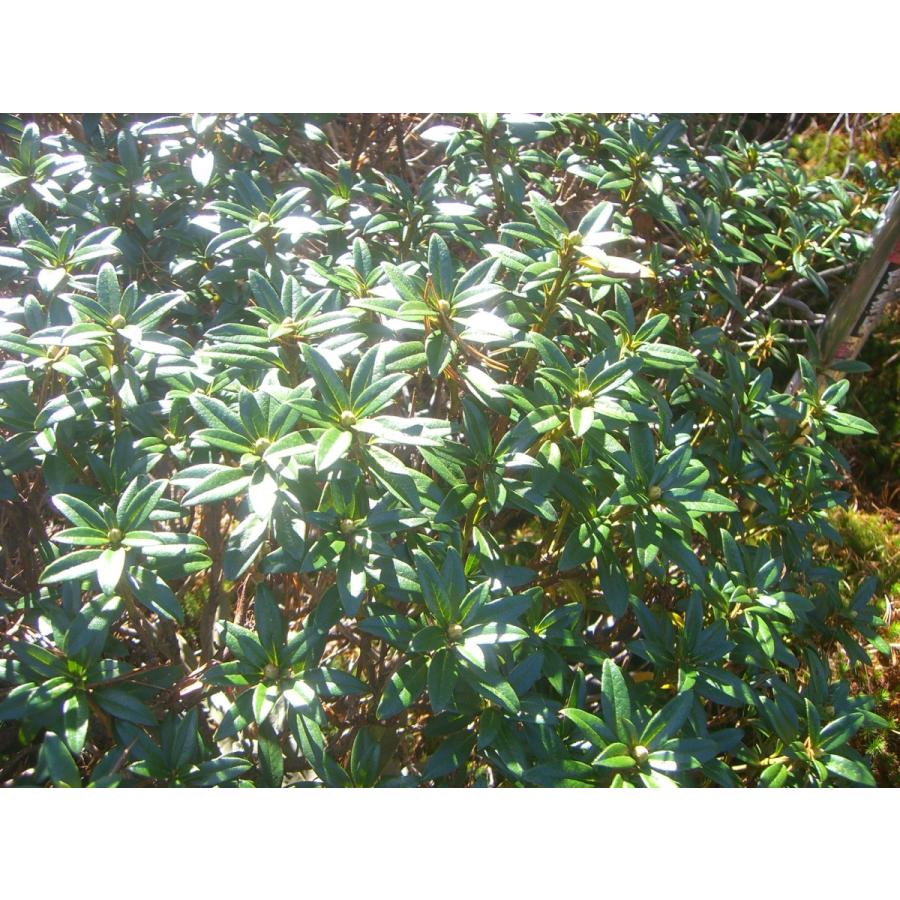 原種石楠花　アルペンローゼ　特大株 