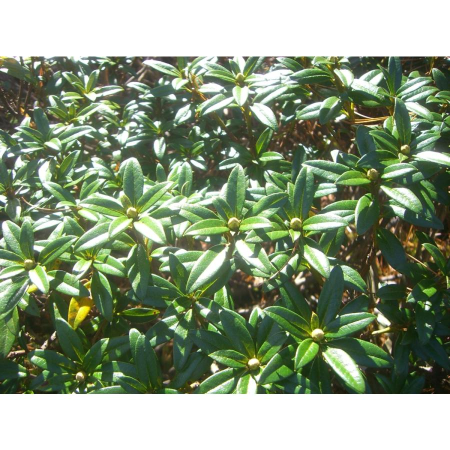 原種石楠花　アルペンローゼ　特大株 