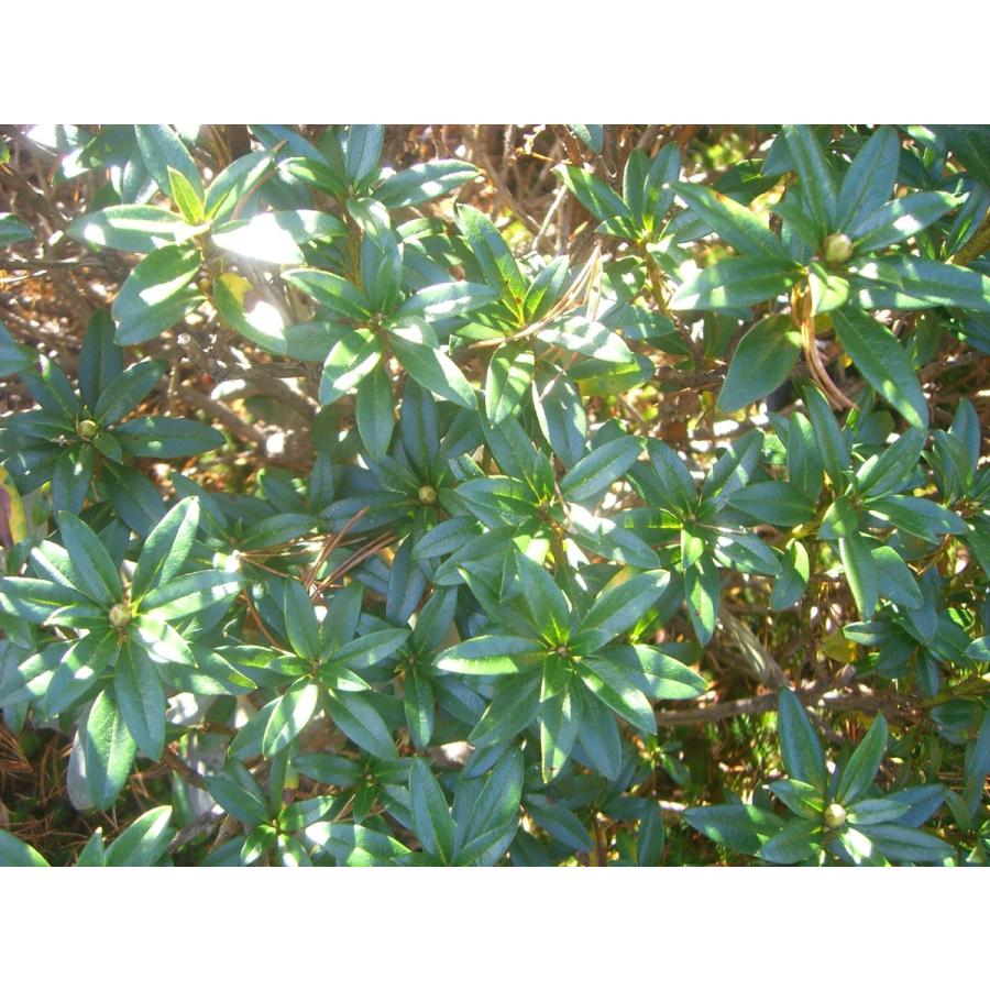 原種石楠花　アルペンローゼ　特大株 