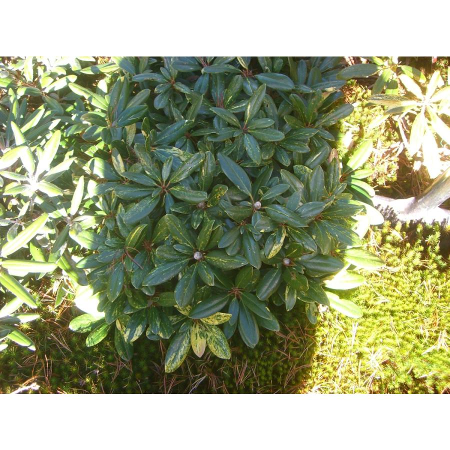 68 以上節約 横の植木屋さん斑入り コウヤマキ 大株 Tech Muhoko Org