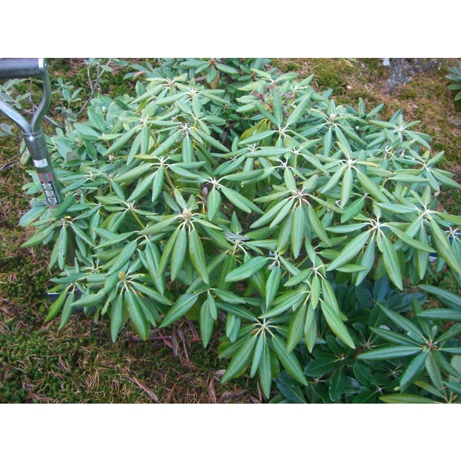 ホンシャクナゲ【小井波】(23322円)