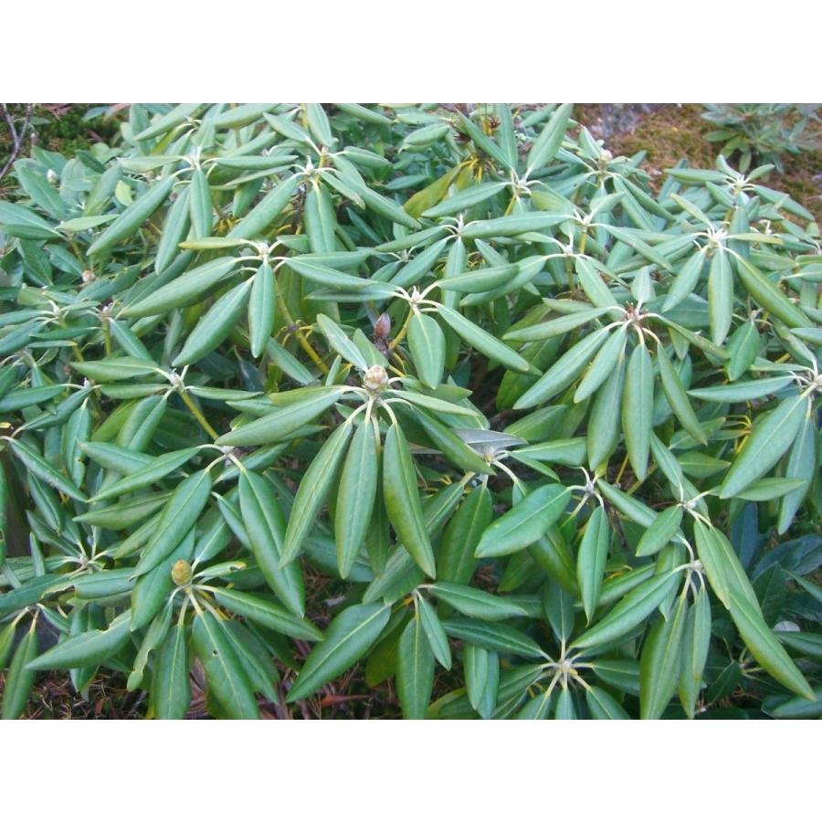 【新品 30%off 送料無料】 ホンシャクナゲ【小井波】 【JSB6393674138】(23322円)