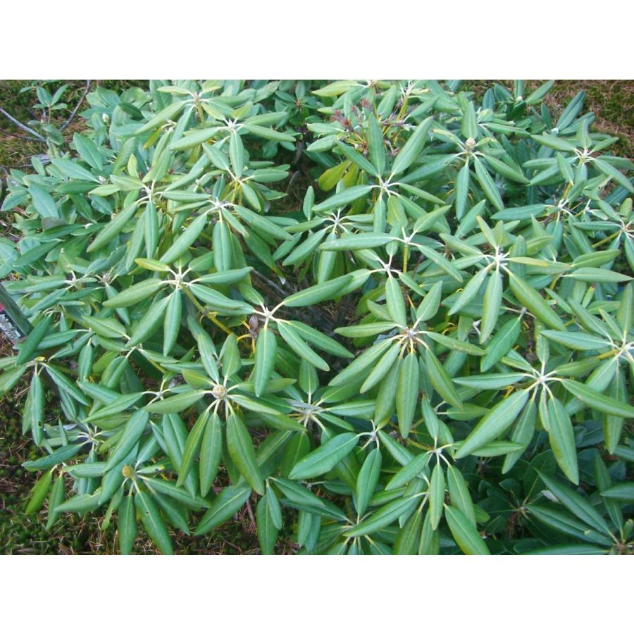 【新品 30%off 送料無料】 ホンシャクナゲ【小井波】 【JSB6393674138】(23322円)