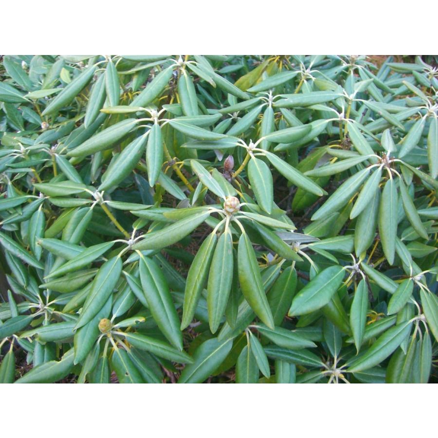 【新品 30%off 送料無料】 ホンシャクナゲ【小井波】 【JSB6393674138】(23322円)