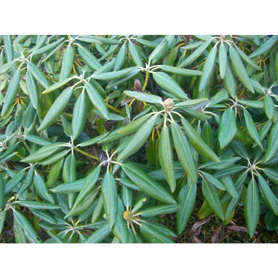 【新品 30%off 送料無料】 ホンシャクナゲ【小井波】 【JSB6393674138】(23322円)