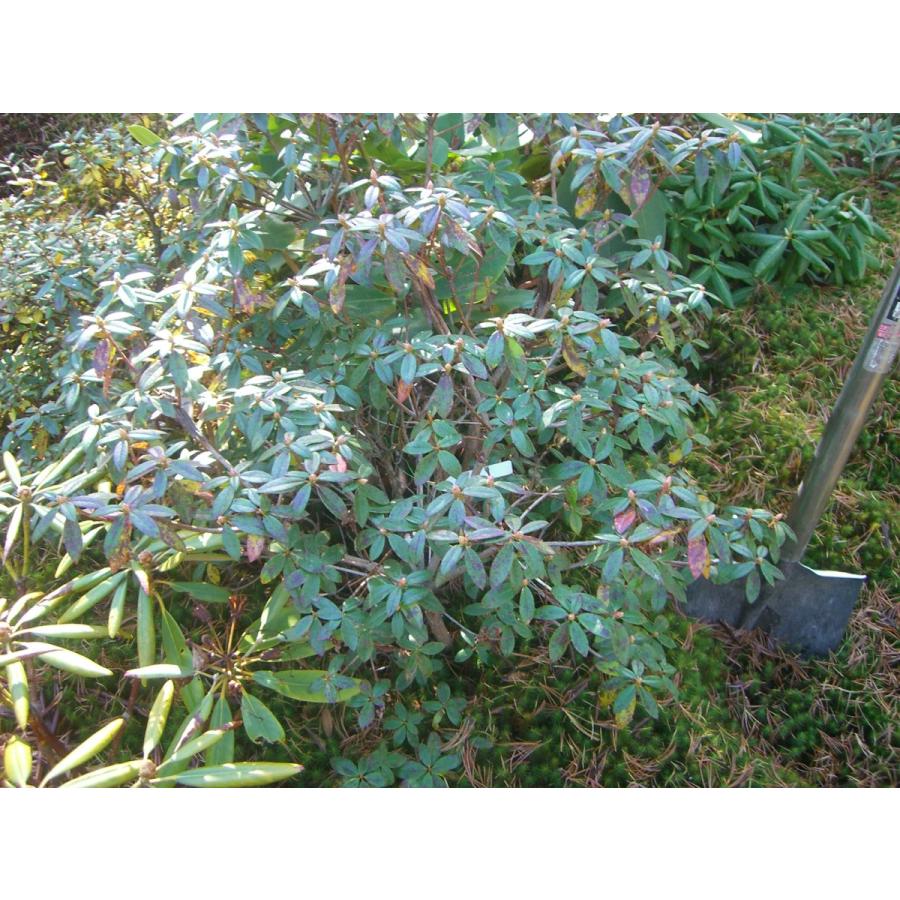 希少種大株 現物出品・レア種超超超特大株ビカクシダ・フーンシキ 親株・