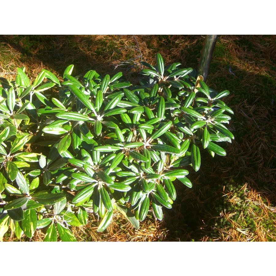 屋久島 ＦＣＣ 大株 ヤクシマシャクナゲ