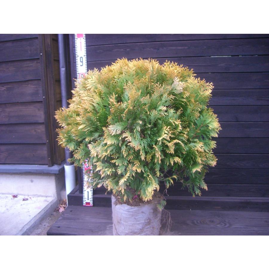 ゴールデングローブ 大玉 丸型コニファー 横の植木屋さん 通販 Yahoo ショッピング