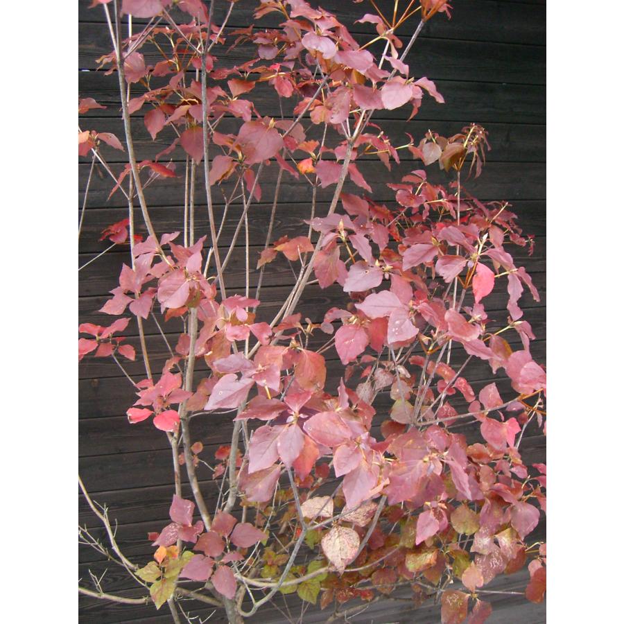 キヨスミミツバツツジ【現品発送】管理70795 キヨスミミツバツツジ