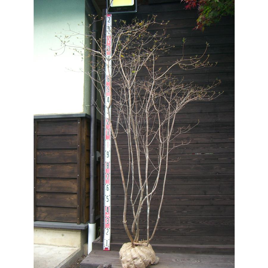 ヤマツツジ 【山躑躅】自然樹形 山採り大株 : 199324 : 横の植木屋さん 