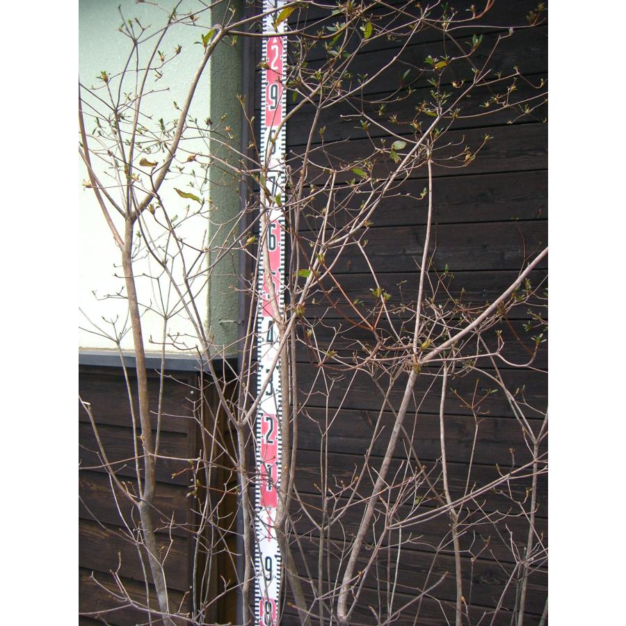 山採りヤマツツジ。 山採り ヤマツツジ花 2023 - YouTube