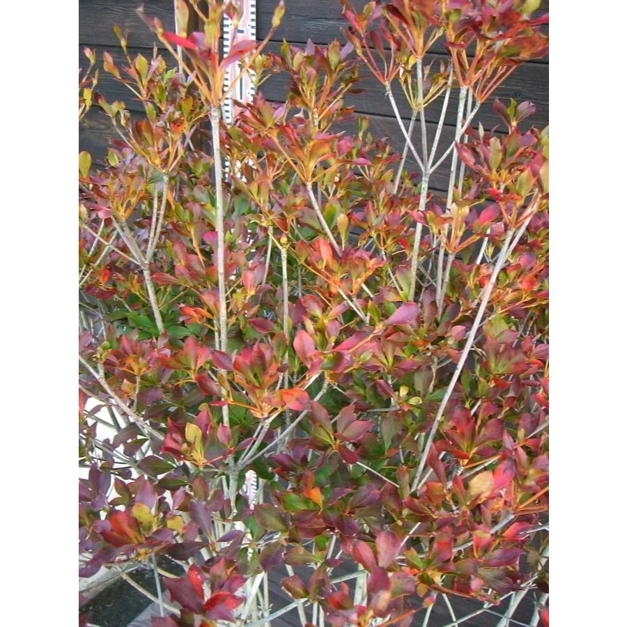 ドウダンツツジ 大株