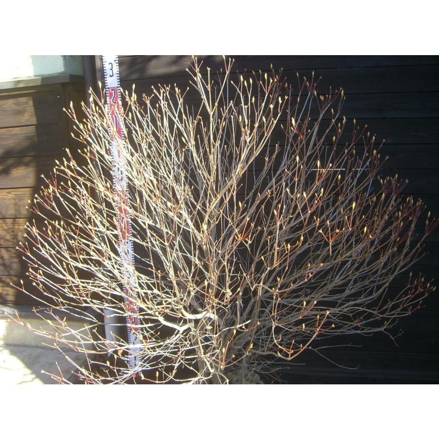 アカヤシオツツジ　良形特大株 