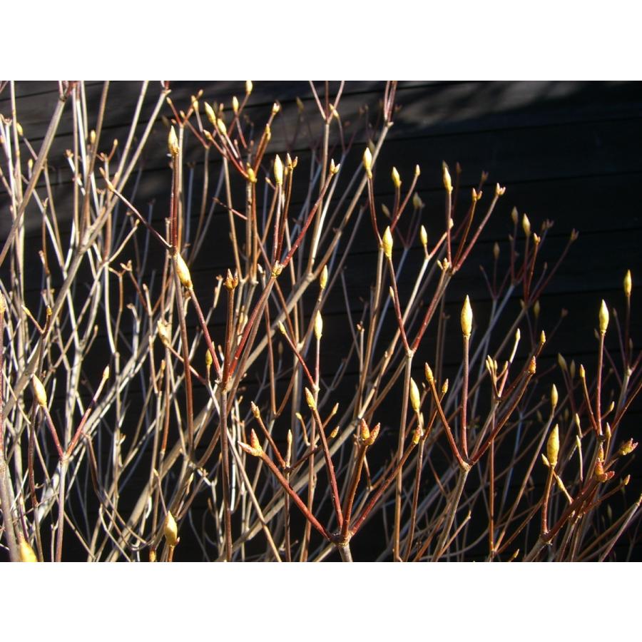 アカヤシオツツジ　良形特大株 