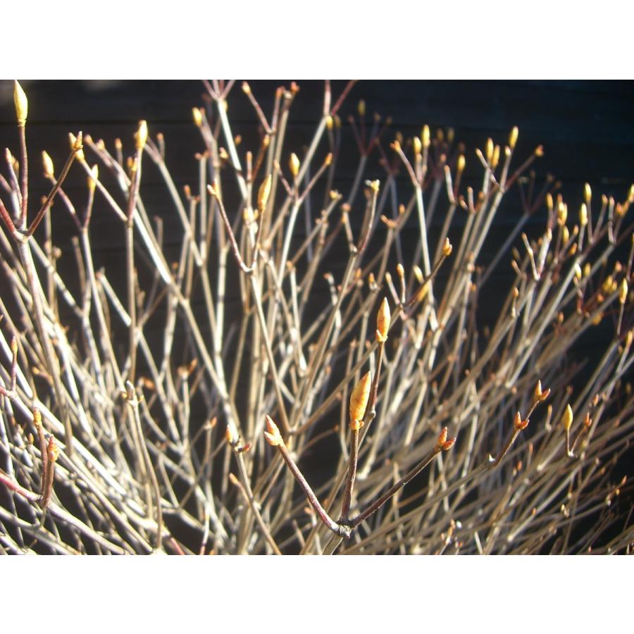 アカヤシオツツジ　良形特大株 