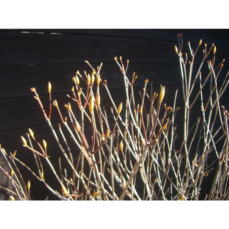 アカヤシオツツジ　良形特大株 