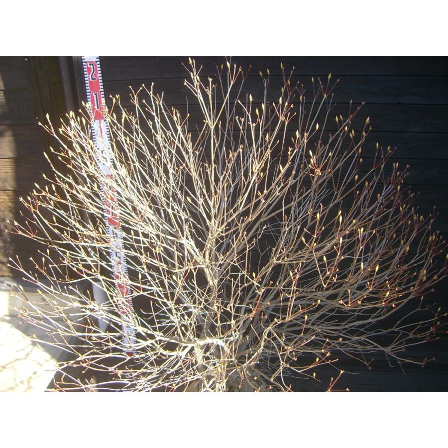 アカヤシオツツジ　良形特大株 