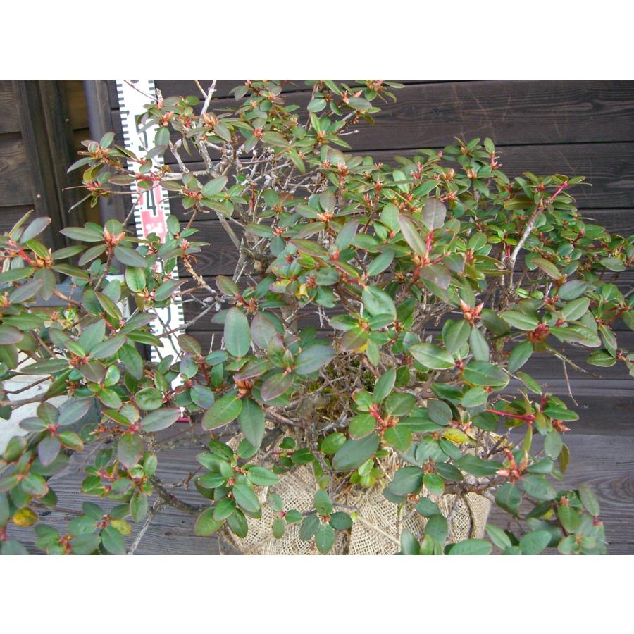 希少交配種 ピンクヒカゲツツジ 大株 : 横の植木屋さん - 通販 希少交配種 ピンクヒカゲツツジ 大株 : 横の植木屋さん - 通販