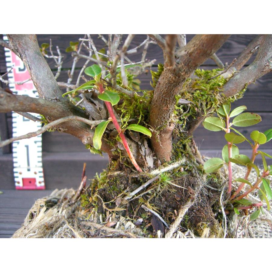 希少交配種 ピンクヒカゲツツジ 大株 : 横の植木屋さん - 通販 希少交配種 ピンクヒカゲツツジ 大株 : 横の植木屋さん - 通販