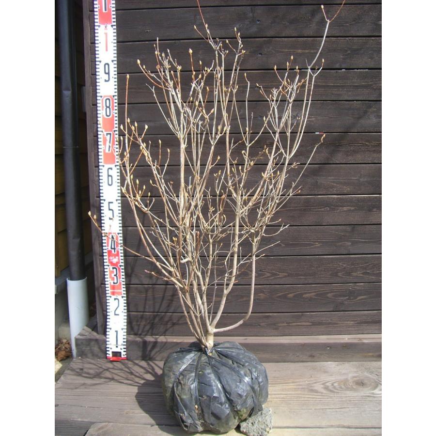 ピンクオンツツジ 2126 横の植木屋さん 通販 Yahoo ショッピング