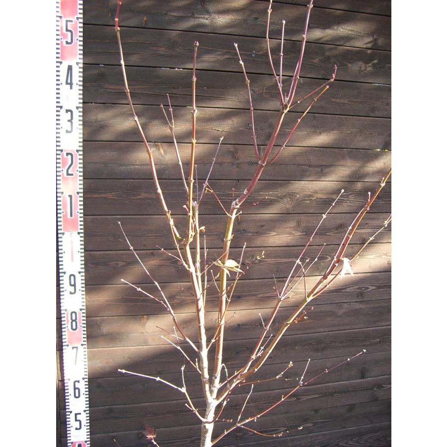 もみじ 野村 ノムラモミジ