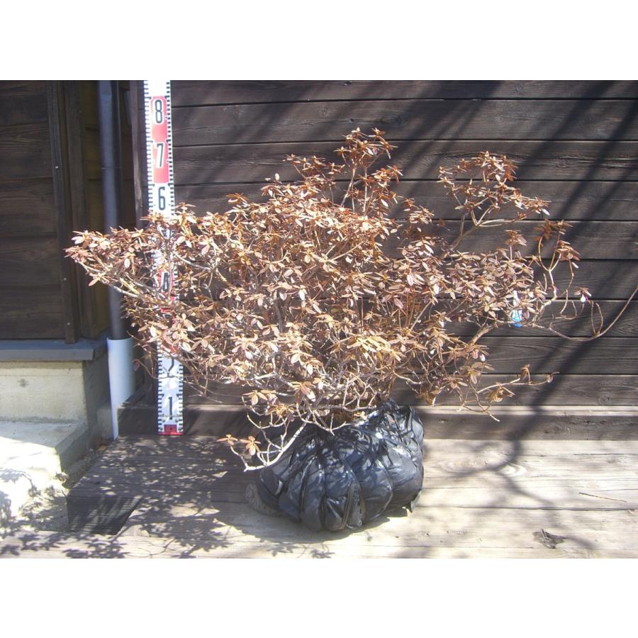 ラマポ　大株　石楠花