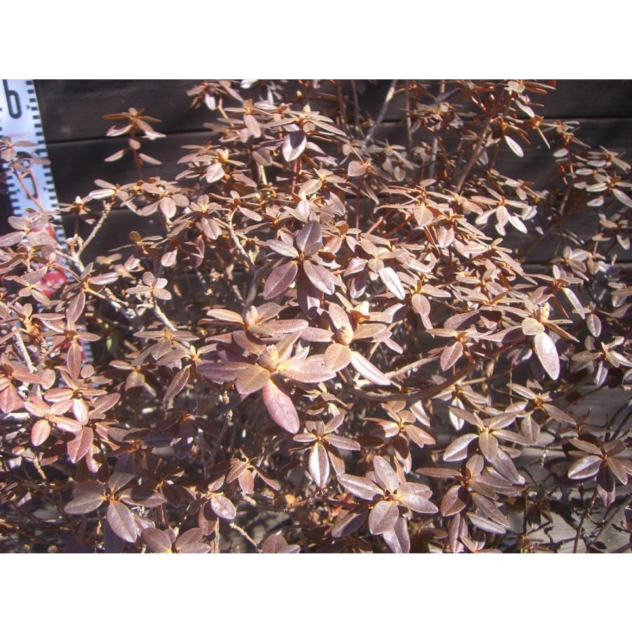 ラマポ　大株　石楠花 