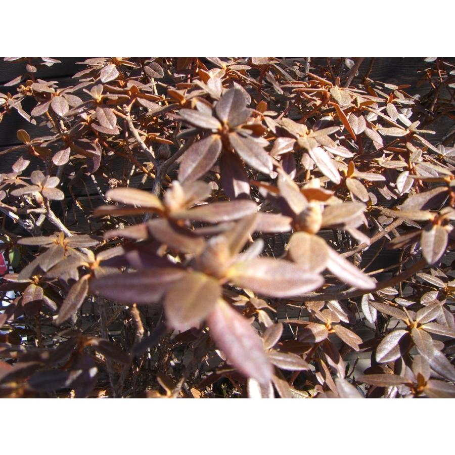 ラマポ　大株　石楠花 