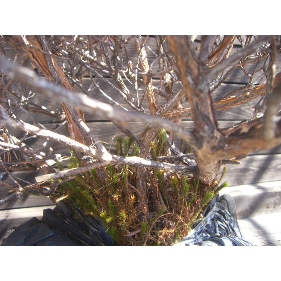 ラマポ　大株　石楠花 