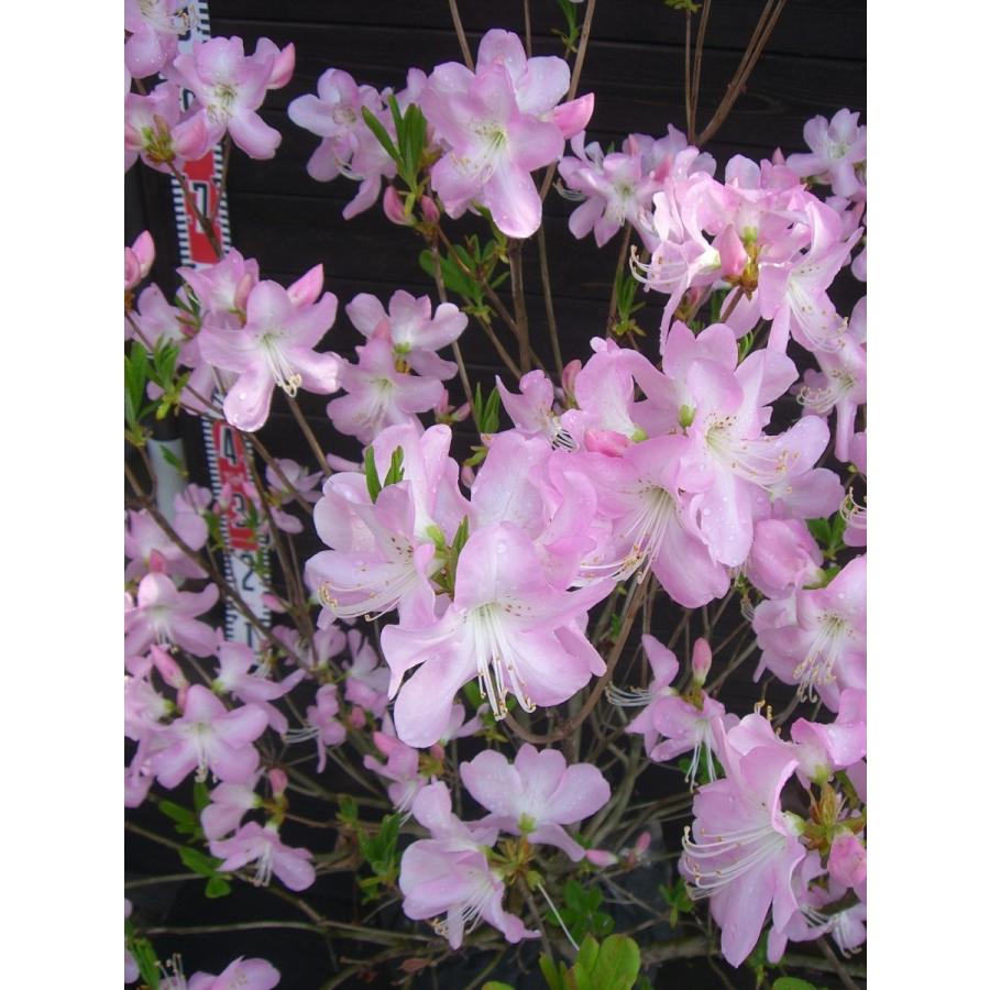 クロフネツツジ 古木大株 2215 横の植木屋さん 通販 Yahoo ショッピング