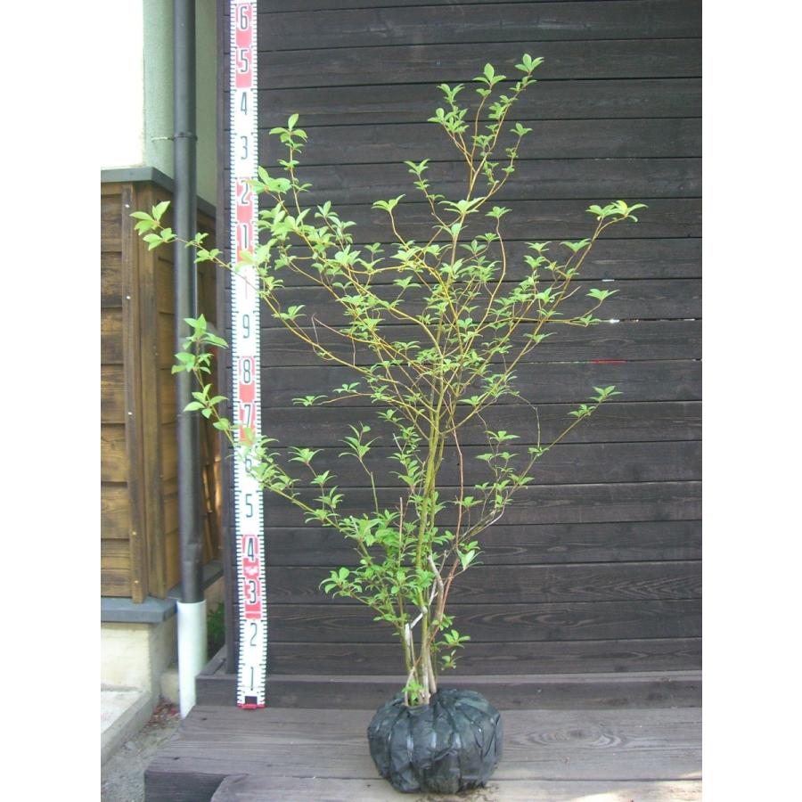 取引中】植木_庭木_クロモジ_シンボルツリー