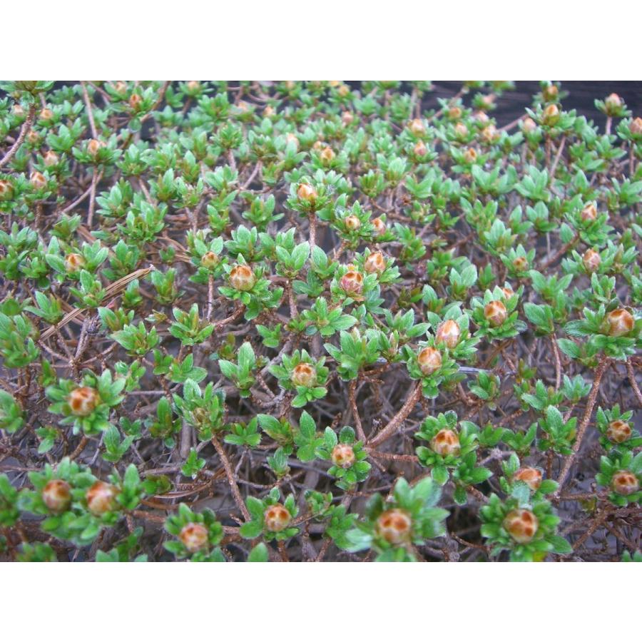 ミヤマキリシマツツジ　【島田１号】 