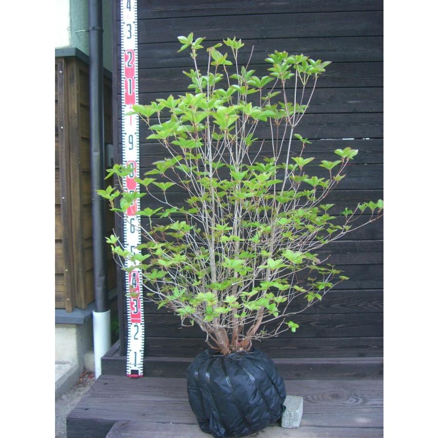 アカヤシオツツジ 良形良株 2269 横の植木屋さん 通販 Yahoo ショッピング